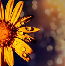 شاشة 32 بوصة